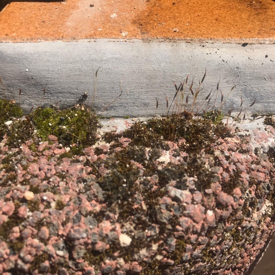 Lucia Moss with spore capsule