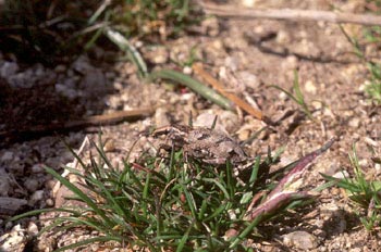 Gorgojo (Cleonus piger)