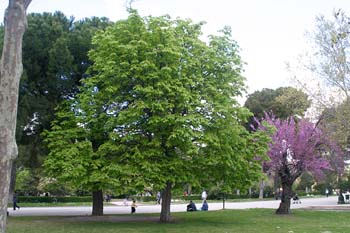 Castaño de Indias - Porte (Aesculus hippocastanum)