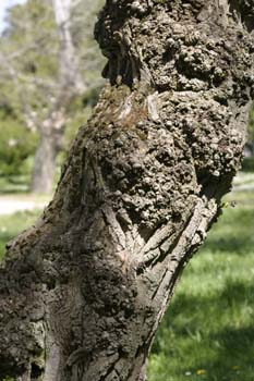 álamo negro - Tronco (Populus nigra)