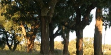 Alcornoque - Bosque (Quercus suber)