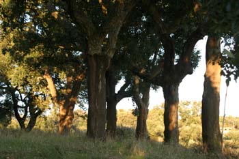 Alcornoque - Bosque (Quercus suber)