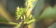 Castaño - Flor fem. (Castanea sativa)