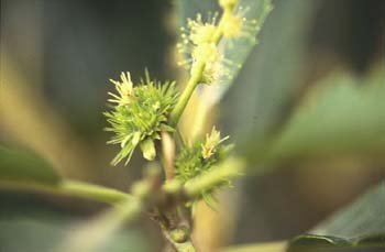 Castaño - Flor fem. (Castanea sativa)