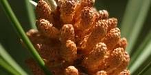 Pino resinero - Flor (Pinus pinaster)