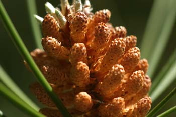 Pino resinero - Flor (Pinus pinaster)