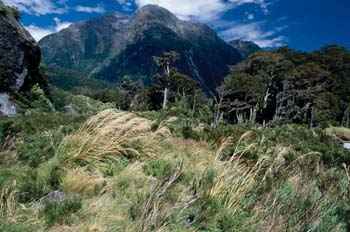 Parque nacional de Fiorland, Nueva Zelanda