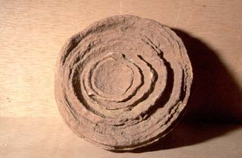 Estromatolito (Briozoo) Cámbrico