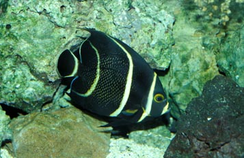 Pez angel (Pomacanthus paru)