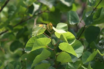 árbol del amor - Hoja (Cercis siliquastrum)