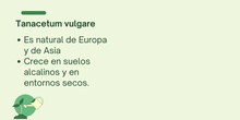 Tanacetum vulgare<span class="educational" title="Contenido educativo"><span class="sr-av"> - Contenido educativo</span></span>