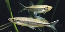 Ciprinido africano (Ciprinidos)
