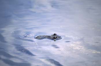 Rana pirenaica (Rana pyrenaica)