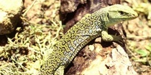 Lagarto ocelado (Lacerta lepida)