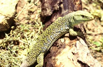 Lagarto ocelado (Lacerta lepida)