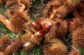 Castaño - Semilla (Castanea sativa)