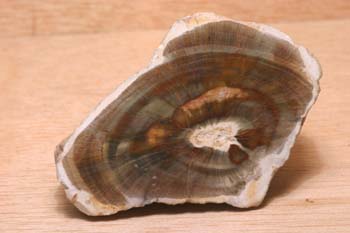 Xilópalo-Madera Fósil (Angiosperma) Cretácico