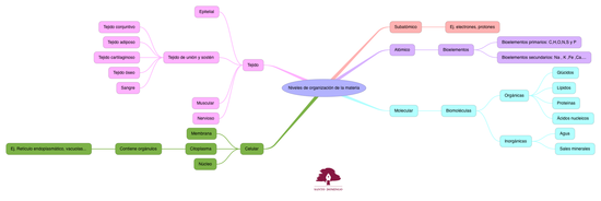 BIO_NIVELES DE ORGANIZCION FR LS MATERIA_S3
