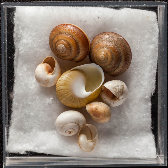 IES_ISABELLACATOLICA_BIOLOGIA_345