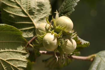 Avellano - Fruto (Corylus avellana)