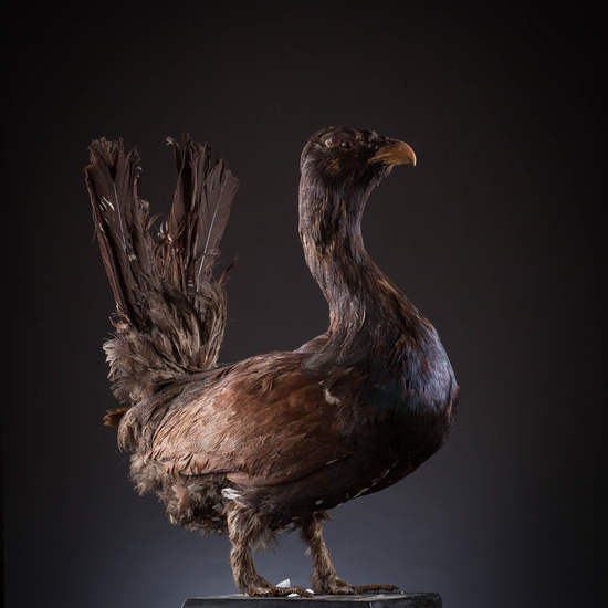 IES_SANISIDRO_MUSEO_Aves_086