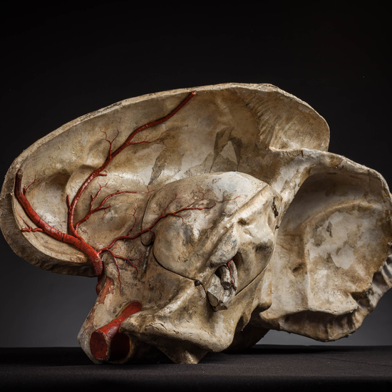 IES_CARDENALCISNEROS_ANATOMIA_MODELOS_133