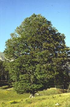 Haya - Porte (Fagus silvatica)