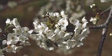 Cerezo - Flor (Prunus avium)