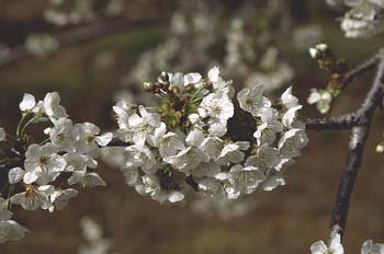 Cerezo - Flor (Prunus avium)