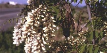 Pan y quesillos - Hoja, flor, fruto (Robinia pseudoacacia)