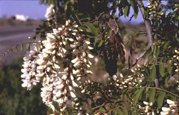 Pan y quesillos - Hoja, flor, fruto (Robinia pseudoacacia)