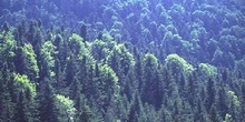 Abeto blanco - Bosque (Abies alba)