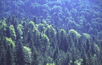 Abeto blanco - Bosque (Abies alba)