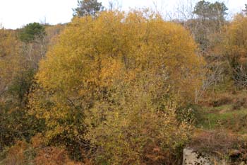 Sauce blanco- Porte (Salix alba)