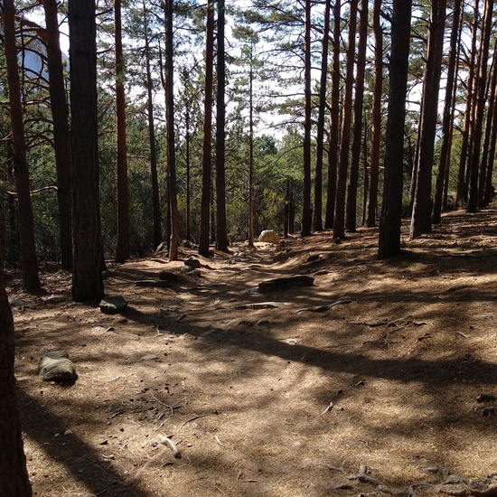 Vista bosque de pinos en  senda La Pedriza - Contenido educativo