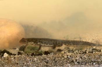 Tritón ibérico (Triturus boscai)