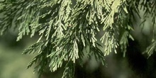 árbol de la vida chino (Thuja orientalis)