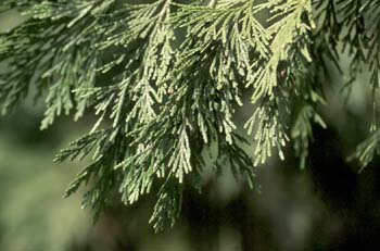 árbol de la vida chino (Thuja orientalis)