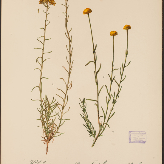 IES_CARDENALCISNEROS_HERBARIO_034