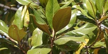 Magnolio - Hoja (Magnolia grandiflora)