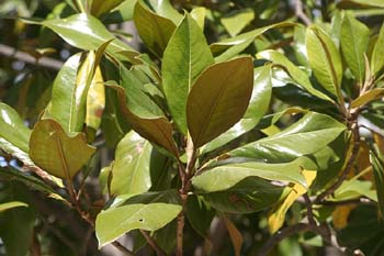 Magnolio - Hoja (Magnolia grandiflora)