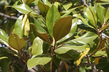Magnolio - Hoja (Magnolia grandiflora) | Mediateca de EducaMadrid