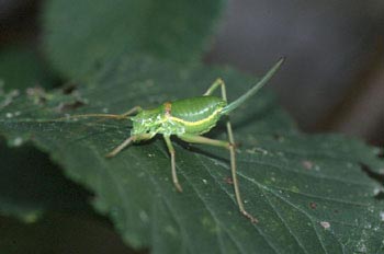 Chicharra (Uromerus sp.)