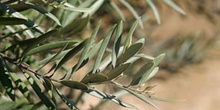 Olivo - Hoja (Olea europaea)