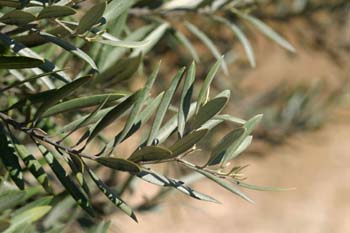 Olivo - Hoja (Olea europaea)