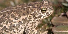 Sapo corredor (Bufo calamita)