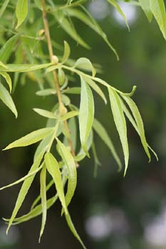 Sauce llorón - Hojas (Salix babylonica)