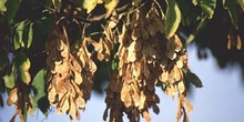 Arce negundo - Fruto (Acer negundo)