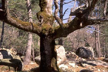 Rebollo / melojo - Tronco (Quercus pyrenaica)