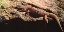 Salamanquesa rosada (Hemidactylus turcicus)